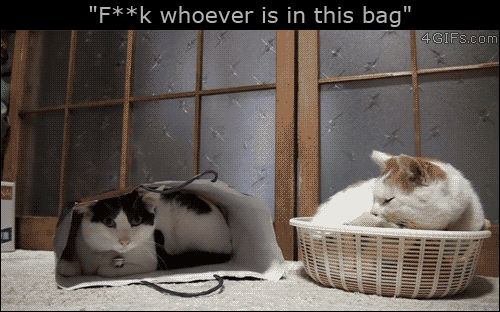 gif cat punches cat in bag